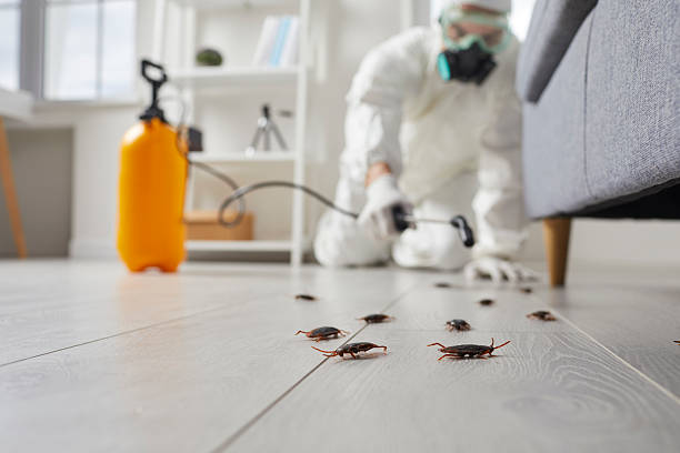 Commercial Kitchen Cockroach Control in Elkins